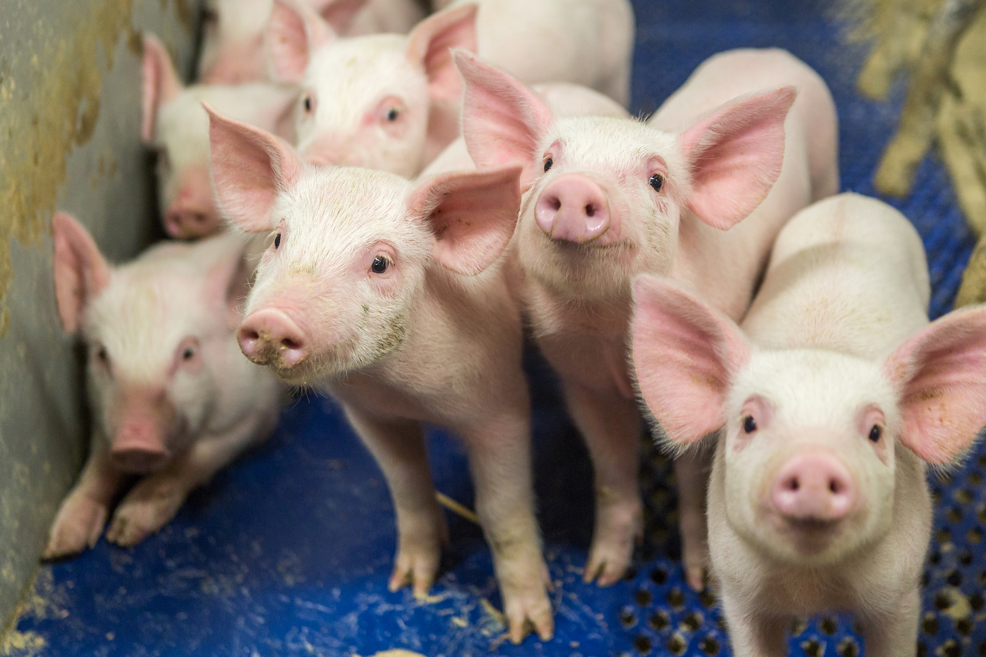 kokemuksia_eurotrading1